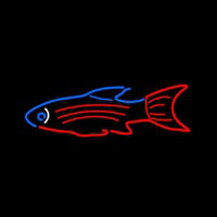 Blue Red Fish Neontábla